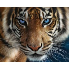 Hobi Tedarik Mavi Gözler Çerçeveli 60X75 Sayılarla Boyama Hobi Seti