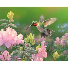 Hobi Tedarik Çiçekkakan Çerçeveli 60X75 Sayılarla Boyama Hobi Seti