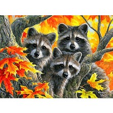 Hobi Tedarik Akçaağaç Rakunları Çerçeveli 70X90 Sayılarla Boyama Hobi Seti