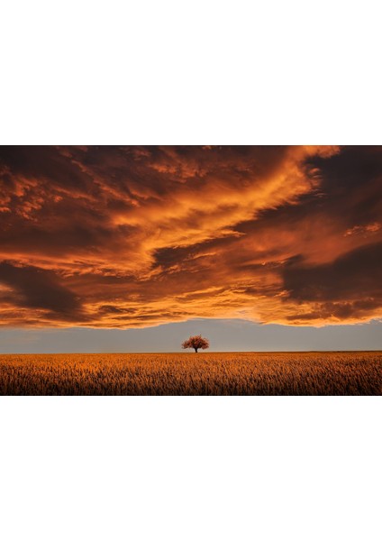 Yalnız Ağaç ve Sonbahar Çerçeveli 40X50 Sayılarla Boyama Hobi Seti