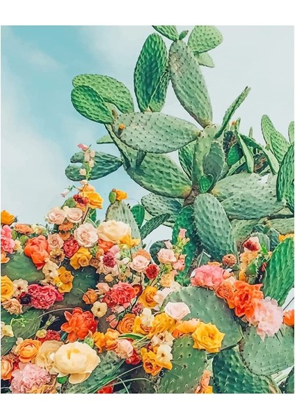 Kaktüsler ve Güller Çerçeveli 60X75 Sayılarla Boyama Hobi Seti
