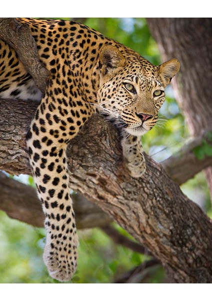 Izlemci Leopar Çerçeveli 60X75 Sayılarla Boyama Hobi Seti