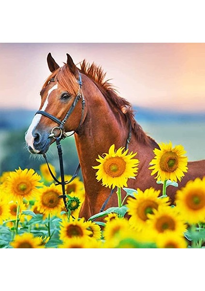 Ayçiçek Tarlasında At Çerçeveli 60X75 Sayılarla Boyama Hobi Seti