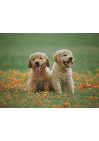 Köpek Kardeşler Çerçeveli 40X50 Sayılarla Boyama Hobi Seti