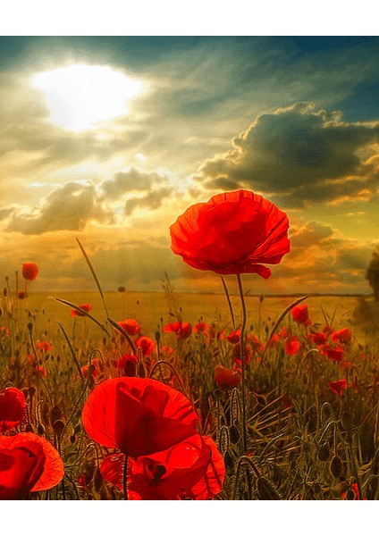 Gelincik Çiçeği Çerçeveli 40X50 Sayılarla Boyama Hobi Seti