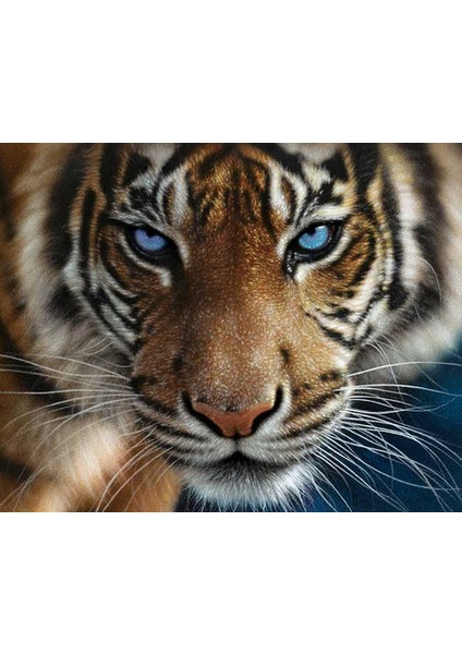 Mavi Gözler Çerçeveli 40X50 Sayılarla Boyama Hobi Seti