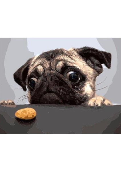 Sevimli Pug Çerçeveli 50X65 Sayılarla Boyama Hobi Seti
