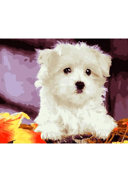 Sevimli Yavru Köpek 2 Çerçeveli 60X75 Sayılarla Boyama Hobi Seti