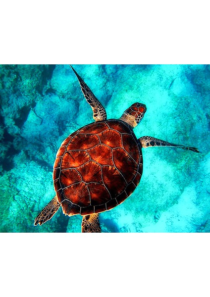 Kaplumbağa ve Deniz 3 Çerçeveli 60X75 Sayılarla Boyama Hobi Seti