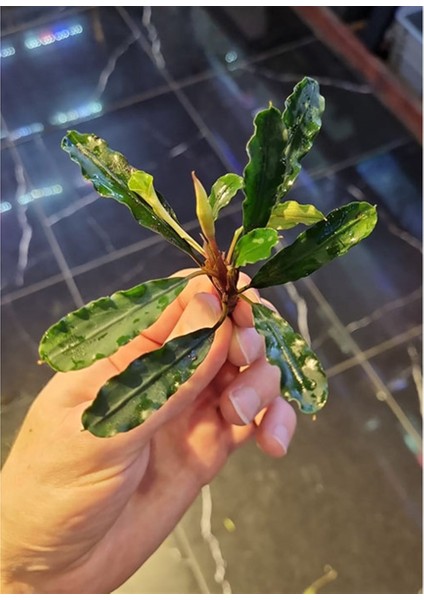 Bucephalandra Antyovani