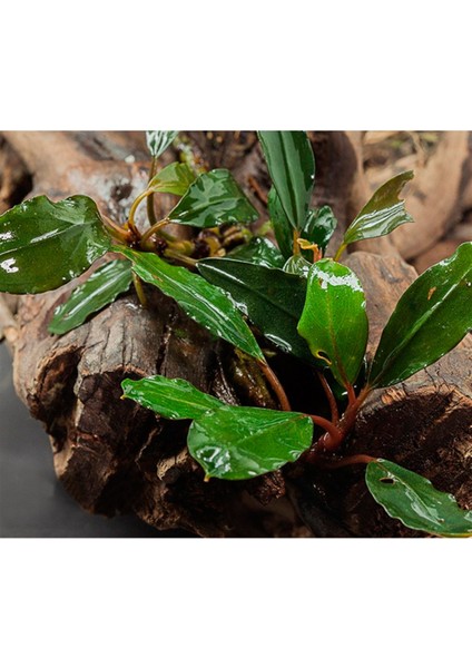 Bucephalandra Antyovani