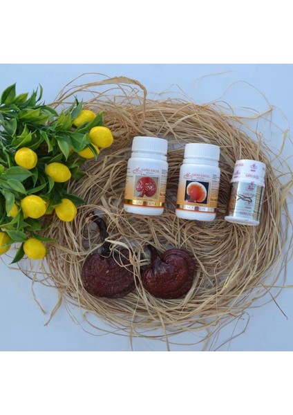 Ganoexcel 3 Lü Set Cordy + Excelium 90 + Ganoderma