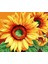 Ayçiçeği Masalı 1 Çerçeveli 40X50 Sayılarla Boyama Hobi Seti 1