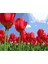 Kırmızı Laleler Çerçeveli 60X75 Sayılarla Boyama Hobi Seti 1