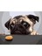 Sevimli Pug Çerçeveli 50X65 Sayılarla Boyama Hobi Seti 1