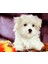 Sevimli Yavru Köpek 2 Çerçeveli 50X65 Sayılarla Boyama Hobi Seti 1