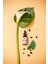 - The Immaculate Ton Eşitleyici Serum 4