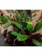 Bucephalandra Antyovani 1