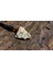 Zebercet (Peridot) Kolye 3