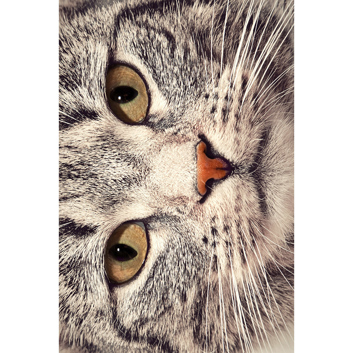 Resmiro Kedi Silüeti Tasarımlı Dijital Baskılı Halı Fiyatı