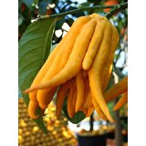 Plantistanbul Citrus Medica Var. Sarcodactylis Budanın Eli Limon Fidanı Saksıda 60-80 cm