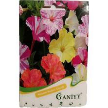 Ganiyy Akşam Sefası Tohumu