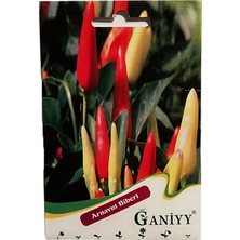 Ganiyy Arnavut Biberi Tohumu
