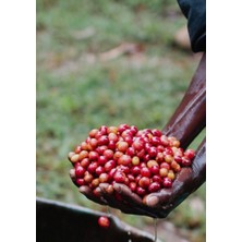 Mineiro Coffee Single Origin Etiyopya Sidamo Çekirdek Kahve 1 kg