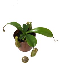 Betonish Nepenthes Alata Ev ve Ofis Bitkisi