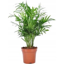 Yalova Fidan Market Areka Palmiyesi 30-40 cm