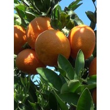 Fidanistanbul Citrus Reticulata Ortanique Ortanik Mandalina Kıbrıs Mandalinası Fidanı +100 cm Saksıda
