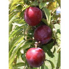 Plantistanbul Erik Fidanı Ruby Crunch +120 cm Açık Köklü