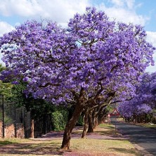 Serdar Çam Tohumculuk Nadir Jakaranda Ağacı Tohumu 10'lu Jacaranda Mimosifolia