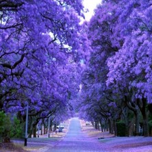 Serdar Çam Tohumculukm Nadir Jakaranda Ağacı Tohumu 100'lü Jacaranda Mimosifolia