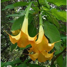 Serdar Çam Tohumculuk Angel Trumpet Çiçeği Tohumu 5'li