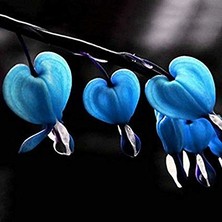 Serdar Çam Tohumculuk Nadir Mavi Kanayan Kalpler Dicentra Çiçeği Tohumu 5'li