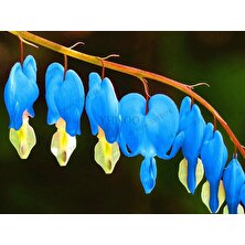 Serdar Çam Tohumculuk Nadir Mavi Kanayan Kalpler Dicentra Çiçeği Tohumu 5'li