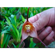 Serdar Çam Tohumculuk Nadir Maymun Orkide Tohumu 5'li Çiçek Tohumu