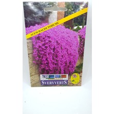 Sveryverts Acem Halısı Tohumu Tekli