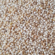 Woddy Muhabbet Kuşu Yemi Sade Ak Darı 5 Kg