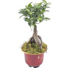 Karadeniz Fidancılık Bonzai Çiçeği / Bonsai ( Havuç Köklü ) 30x50 cm