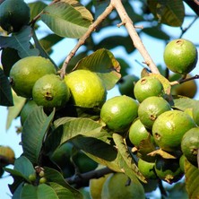 Serdar Çam Tohumculuk Tropikal Psidium Guava Meyvesi Tohumu 3'lü