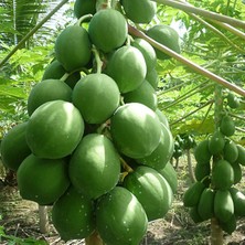 Serdar Çam Tohumculuk Tropikal Meyve Papaya Ağacı Tohumu 3'lü