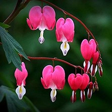 Serdar Çam Tohumculuk Nadir Kanayan Kalpler Dicentra Çiçeği Tohumu 5'li