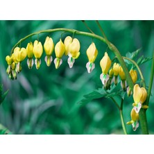 Serdar Çam Tohumculuk Nadir Sarı Kanayan Kalpler Dicentra Çiçeği Tohumu 5'li