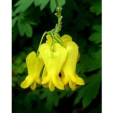 Serdar Çam Tohumculuk Nadir Sarı Kanayan Kalpler Dicentra Çiçeği Tohumu 5'li