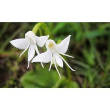 Serdar Çam Tohumculuk Nadir Melek Orkide Tohumu 5'li Çiçek Tohumu