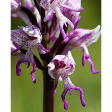 Serdar Çam Tohumculuk Nadir Insan Orkide Tohumu 5'liu Çiçek Tohumu