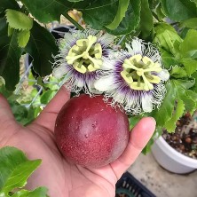 Serdar Çam Tohumculuk Passiflora Tohumu 3'lü Pasiflora Saat Çiçeği