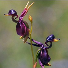 Serdar Çam Tohumculuk Nadir Ördek Orkide Tohumu 5'li
